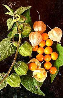 GROUNDCHERRY 'Peruvian'