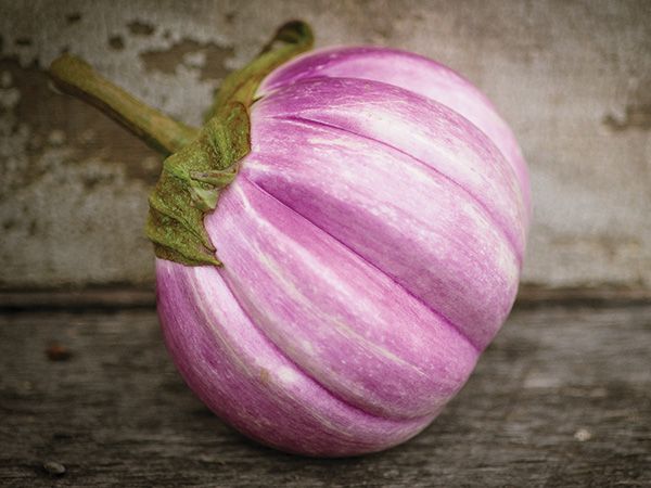 EGGPLANT 'Rosa Bianca'