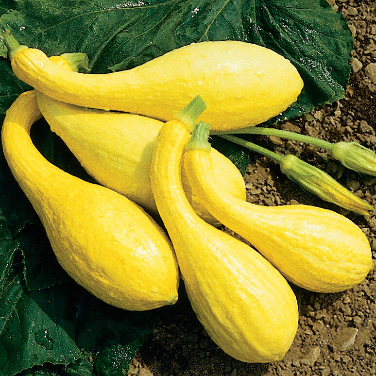 SQUASH 'Crookneck Yellow'