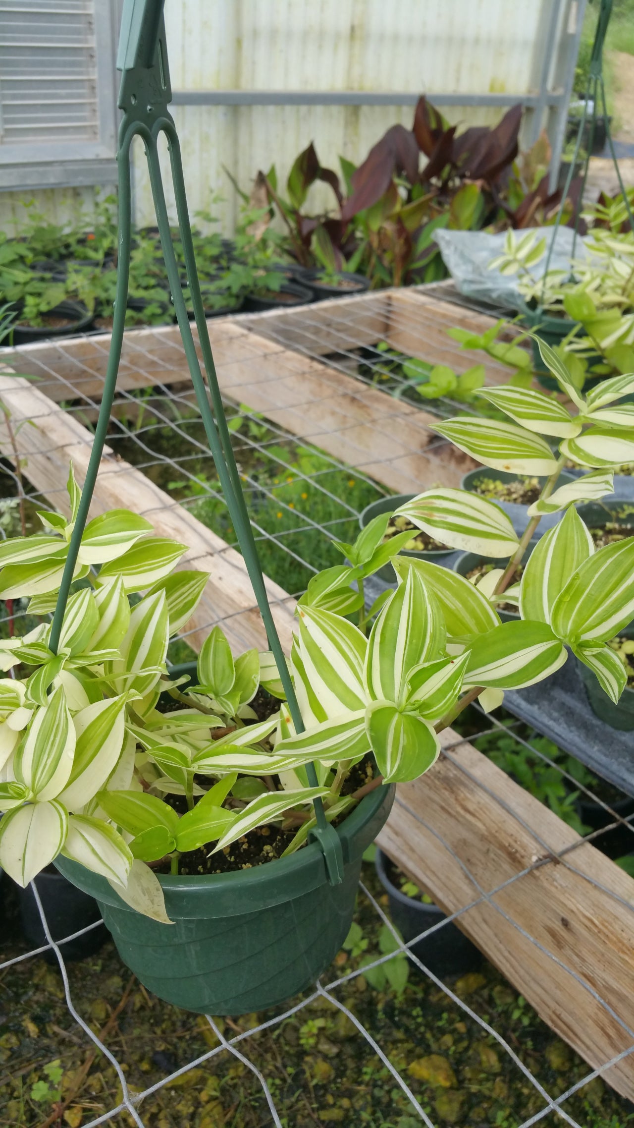 Tradescantia fluminensis 'Variegata' --Variegated Wandering Jay--