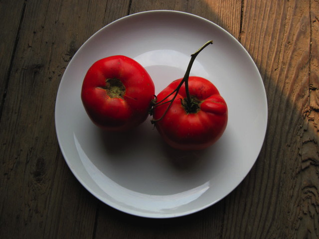 TOMATO 'KC 146'
