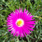 Malephora crocea --Bright Pink Ice Plant--