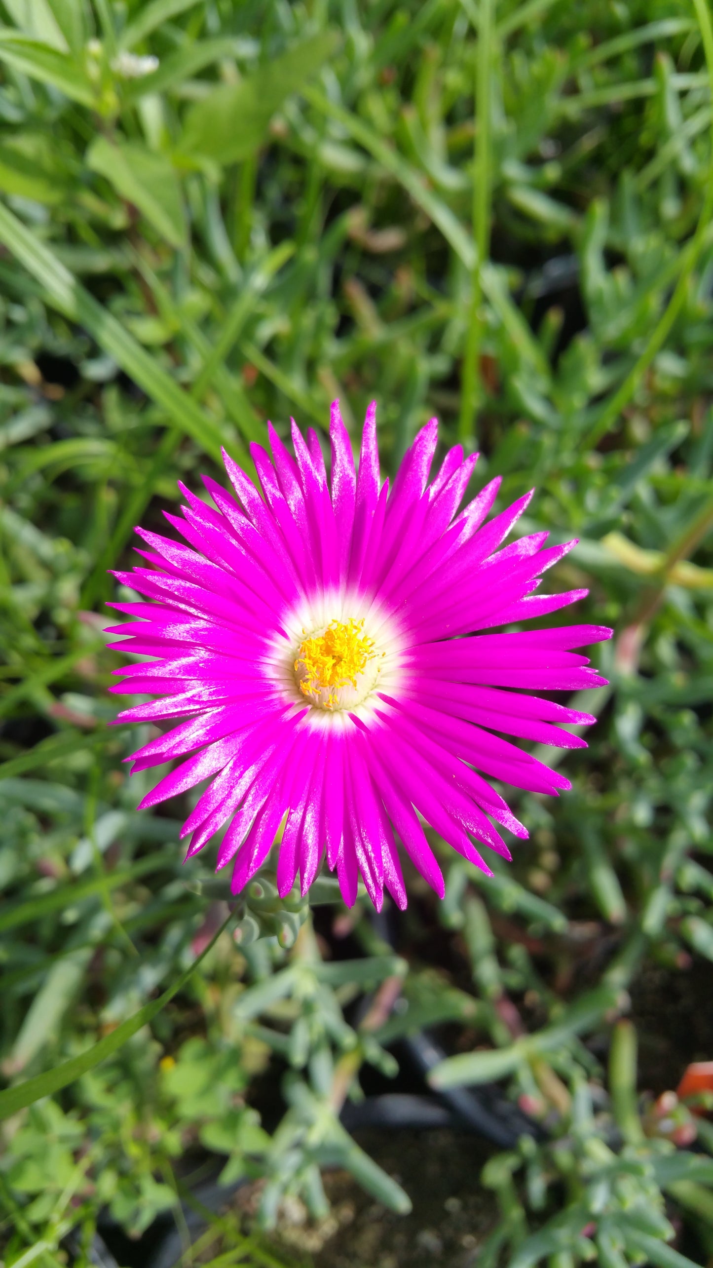 Malephora crocea --Bright Pink Ice Plant--