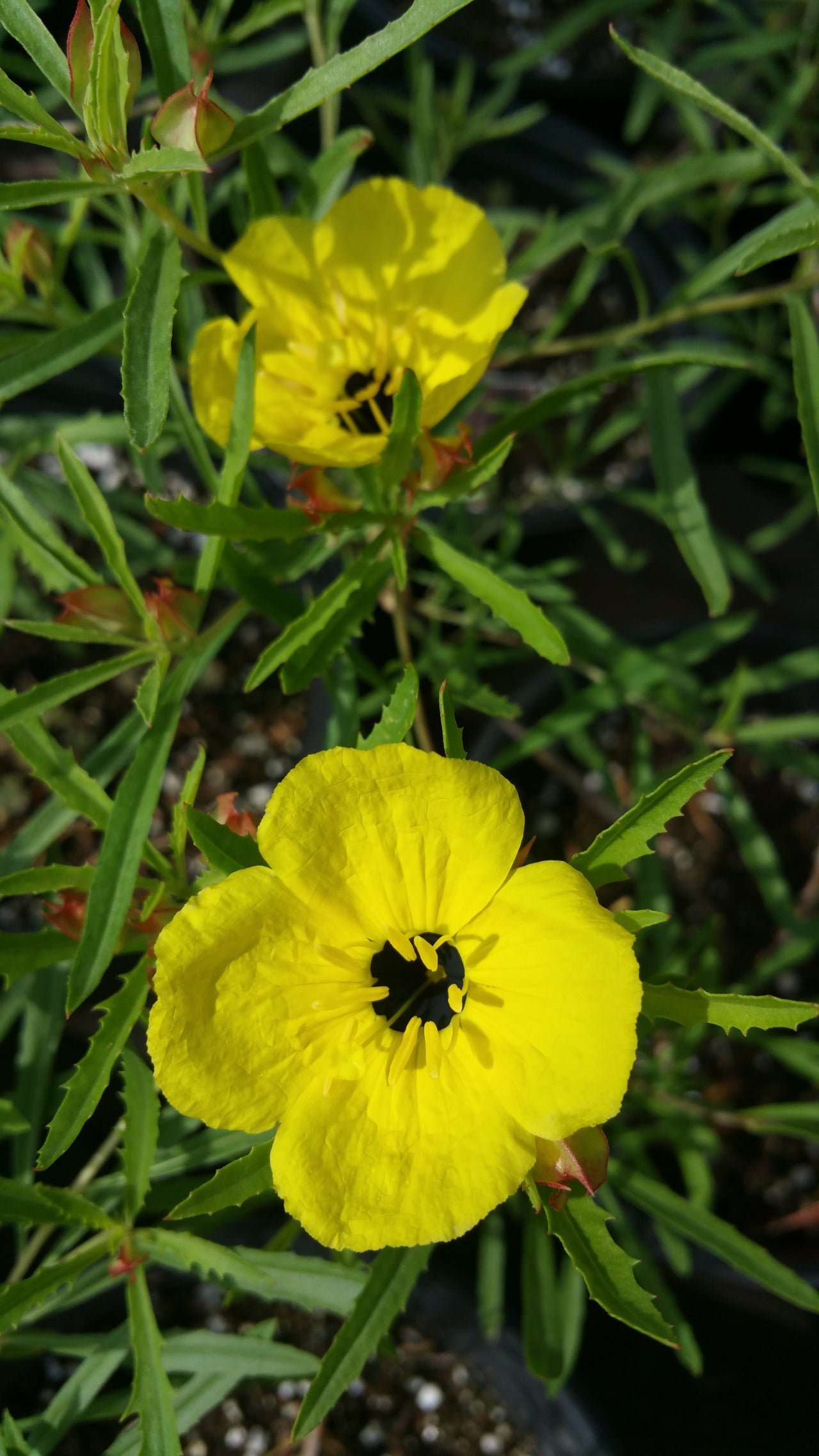 Calylophus berlandieri ssp. pinifolius --Berlandier's Black-Eyed Sundrops--