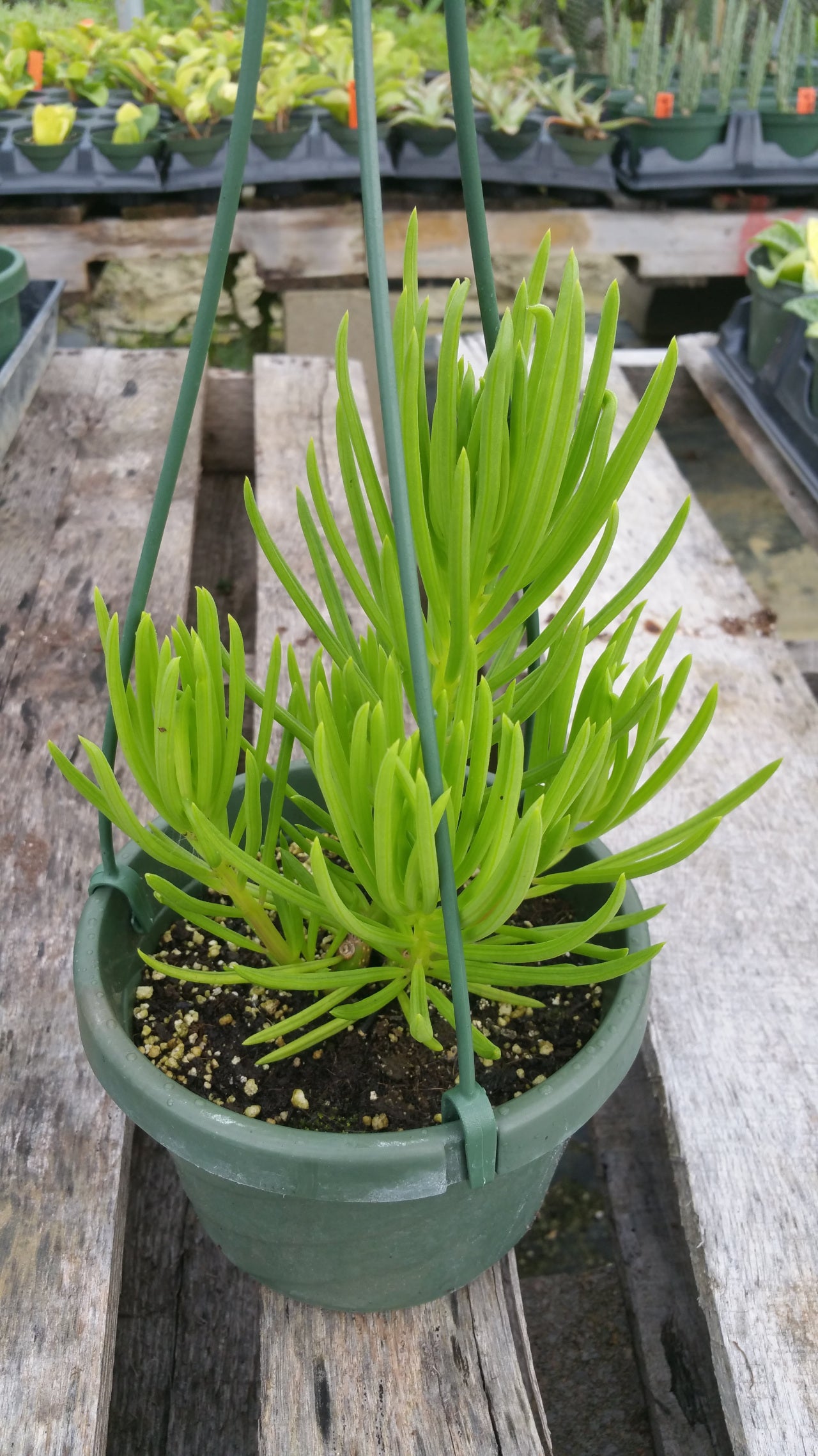 Peperomia ferreyrae --Pincushion Peperomia--