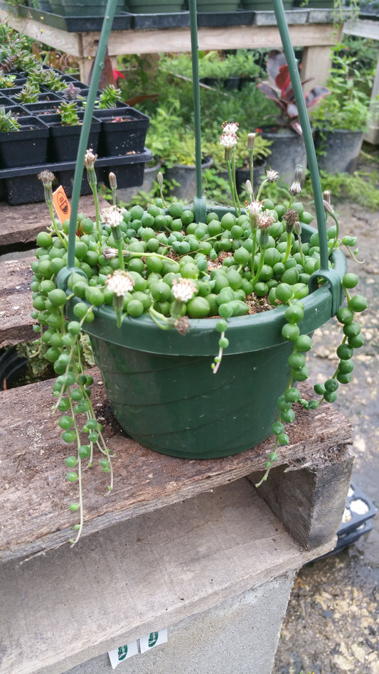 Senecio rowleyanus --String of Pearls--