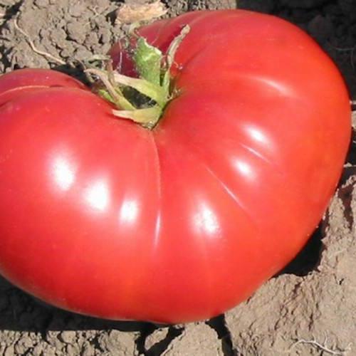 TOMATO 'New Big Dwarf'