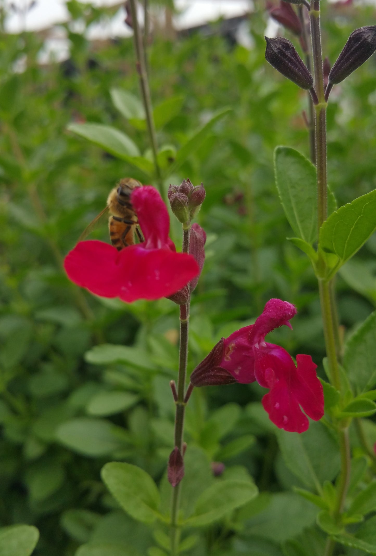 Salvia greggii --Cranberry Velvet Autumn Sage--