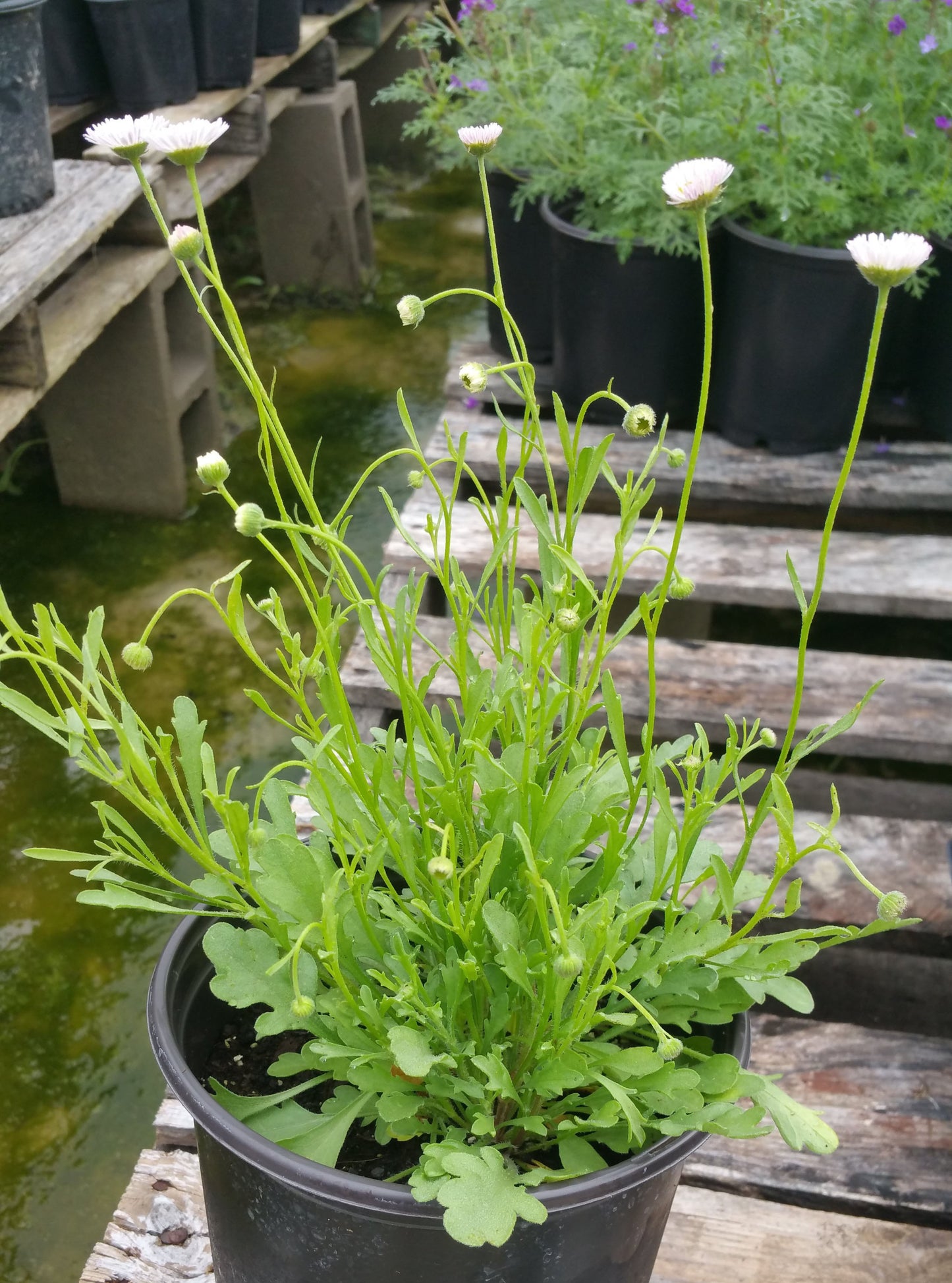 Erigeron modestus --Plains Fleabane--