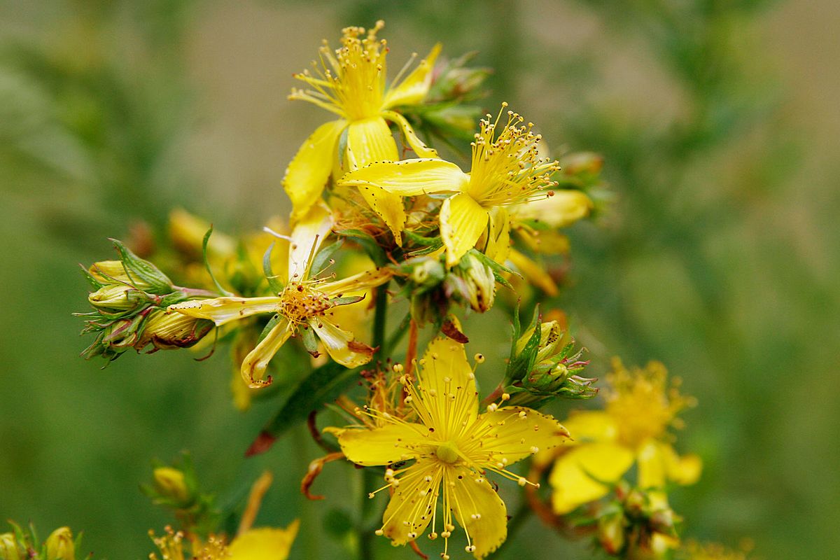 ST. JOHN'S WORT --Hypericum perforatum--