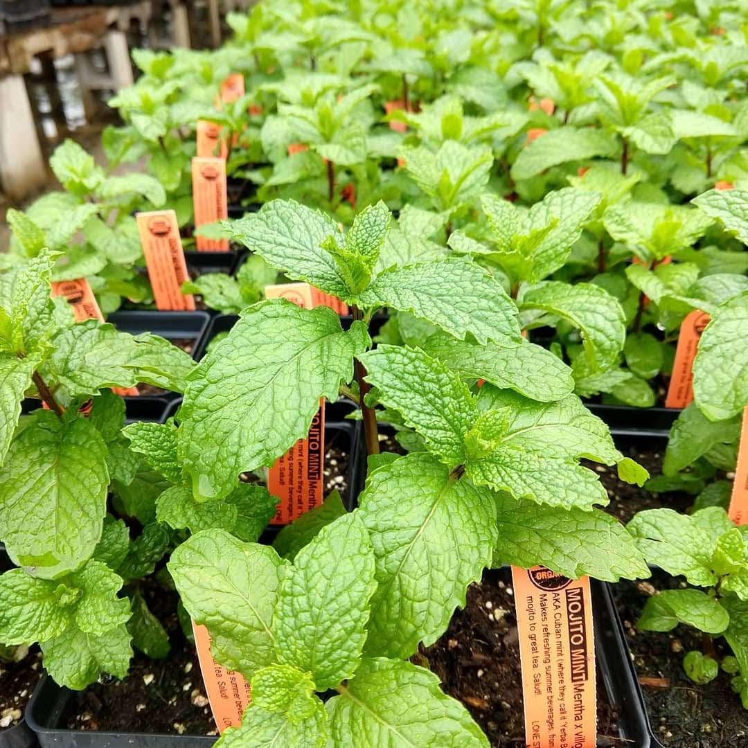 MINT 'Mojito' --Mentha x. villosa--