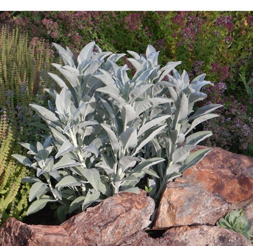 SAGE 'White' --Salvia apiana--