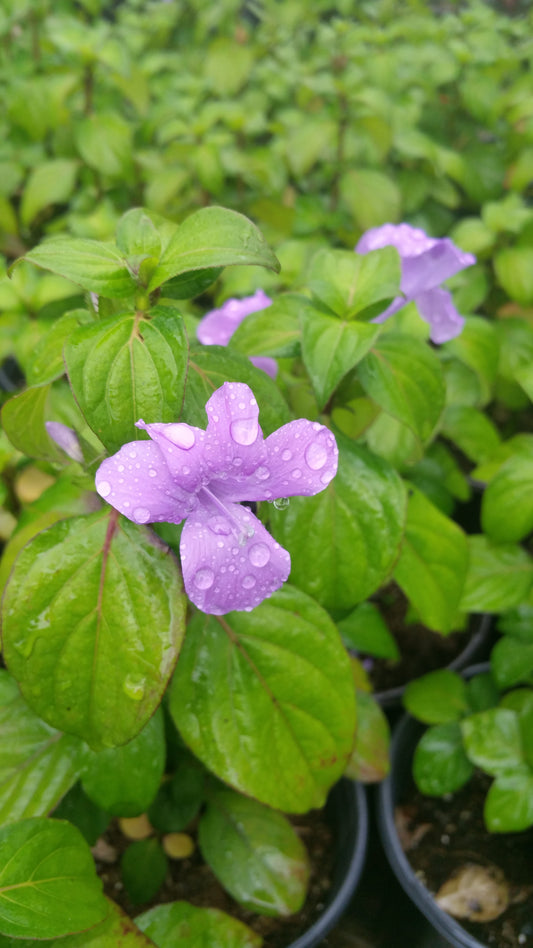 Barleria cristata --Philippine Violet--