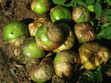 TOMATILLO 'Purple Blush'