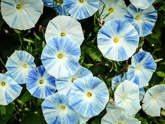 blooming morning glory plant