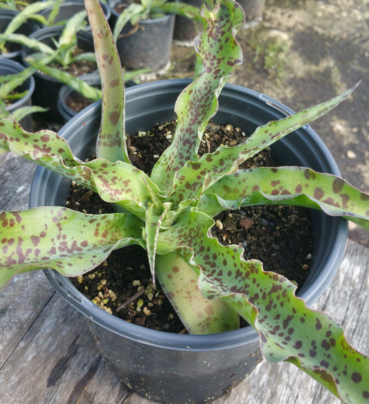 Manfreda sileri --Siler's Tuberose--