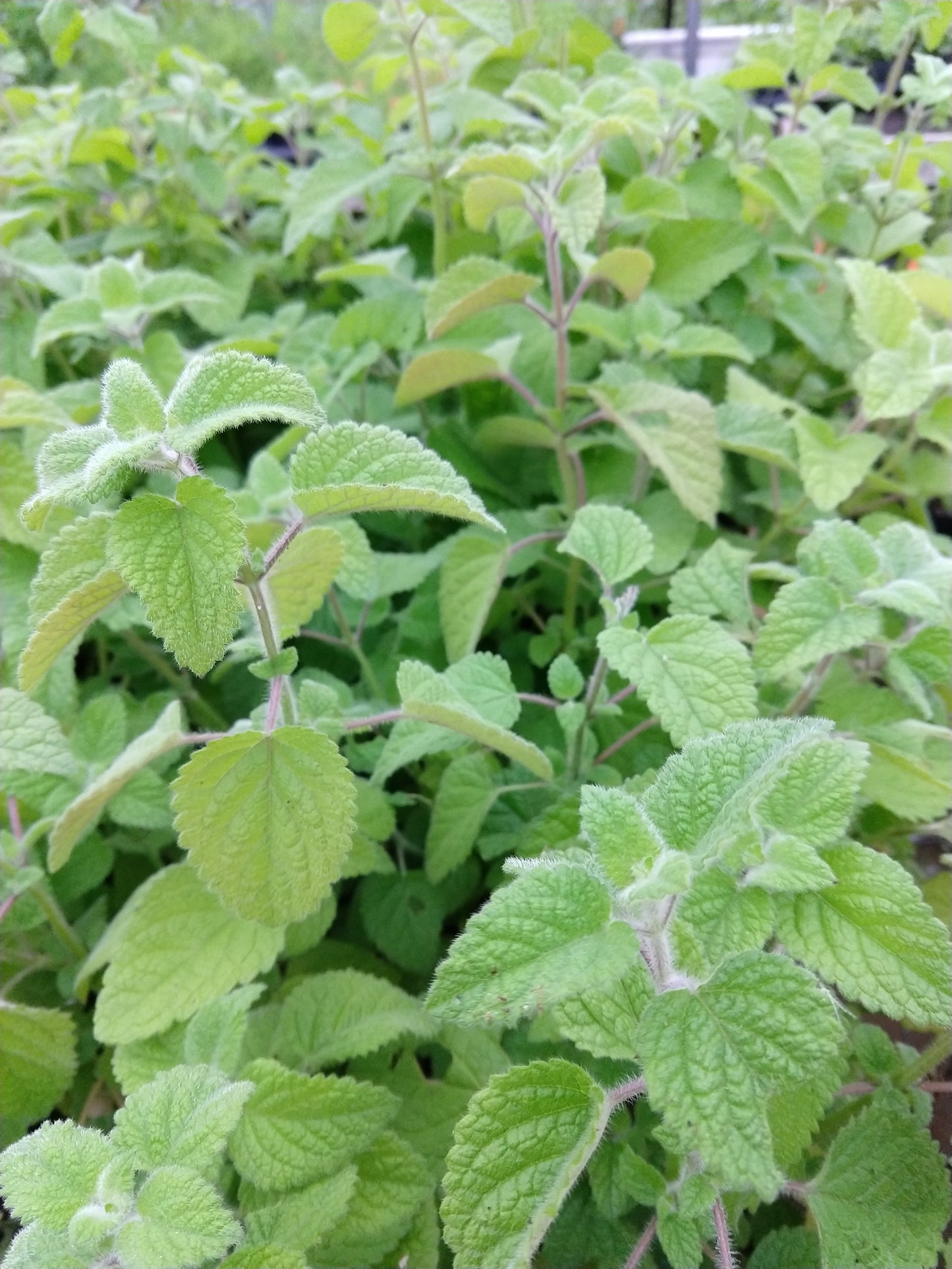 LIME BALM --Melissa officinalis--