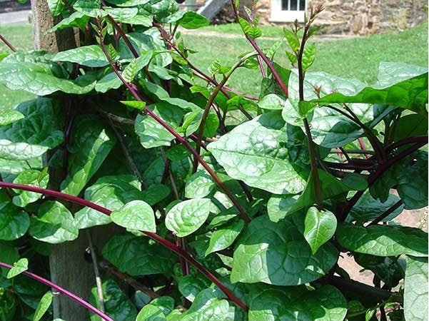 SPINACH 'Malabar Red-stem' --Basella alba--