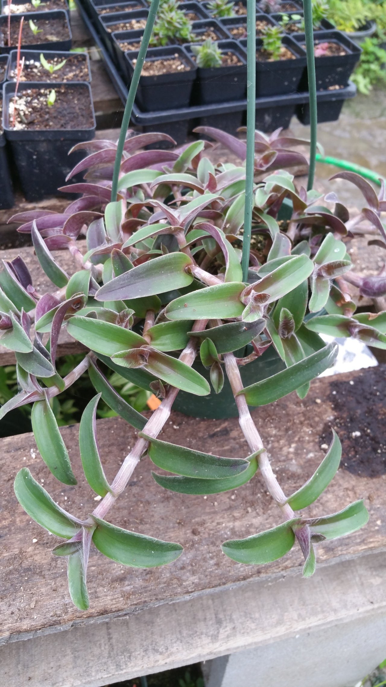 tradescantia pallida succulent Tradescantia pallida --Purple Green Wandering Jay--