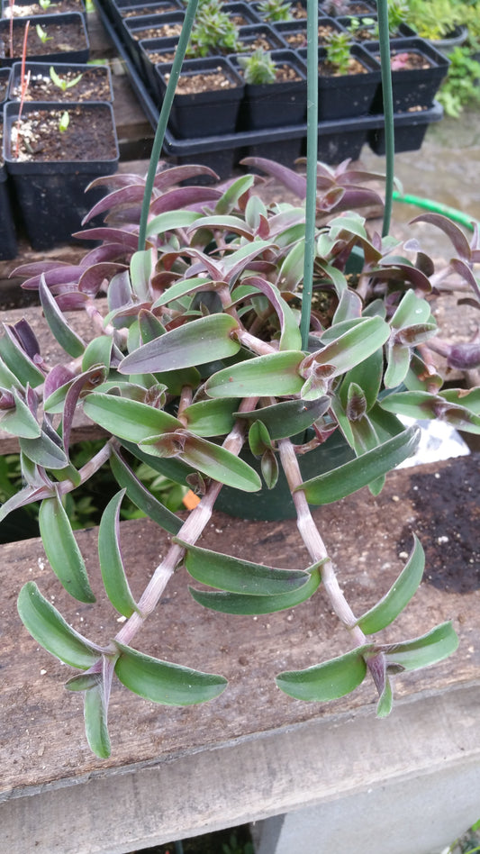 Tradescantia pallida --Purple Green Wandering Jay--