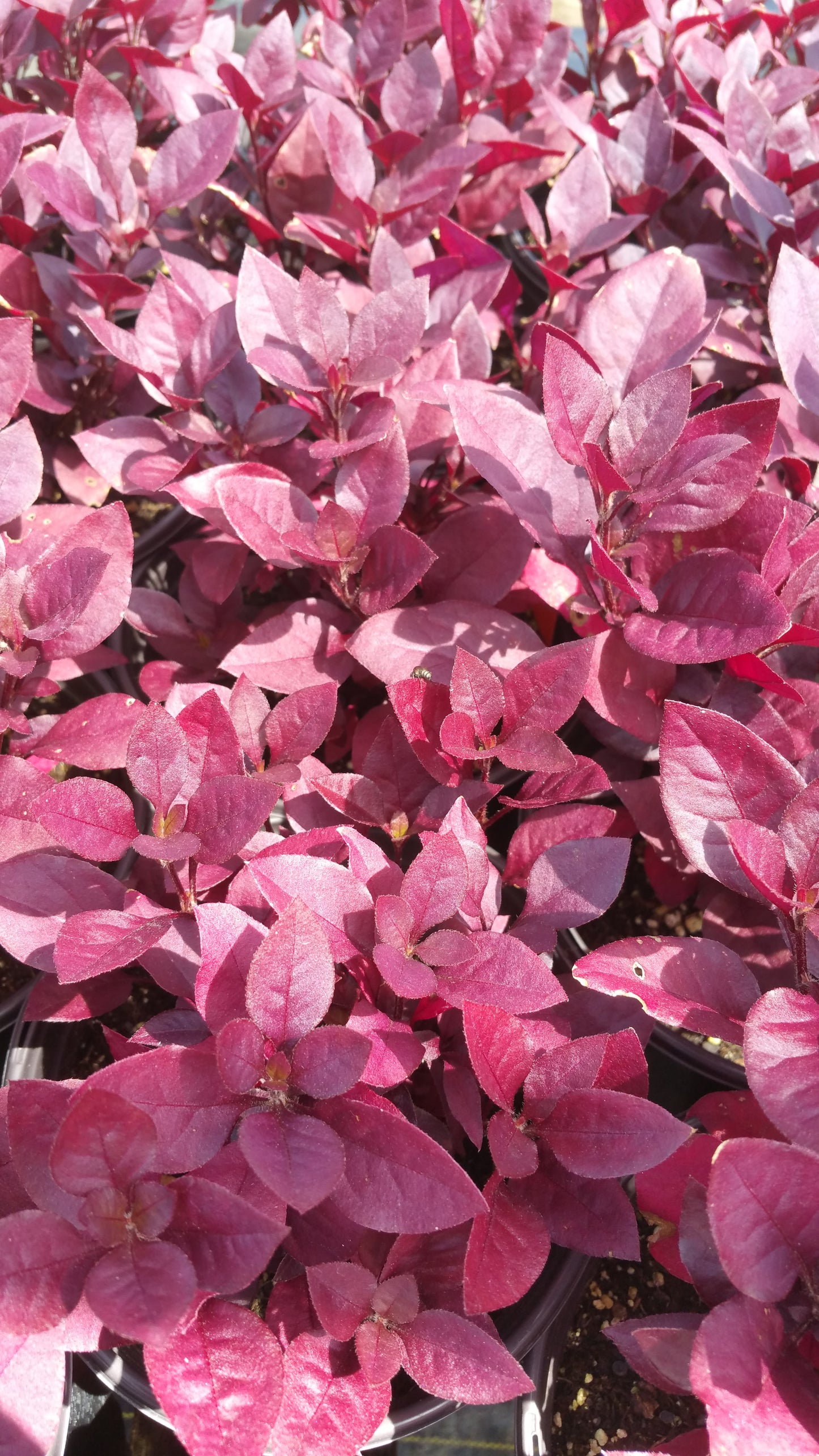 Alternanthera dentata 'Purple Knight'