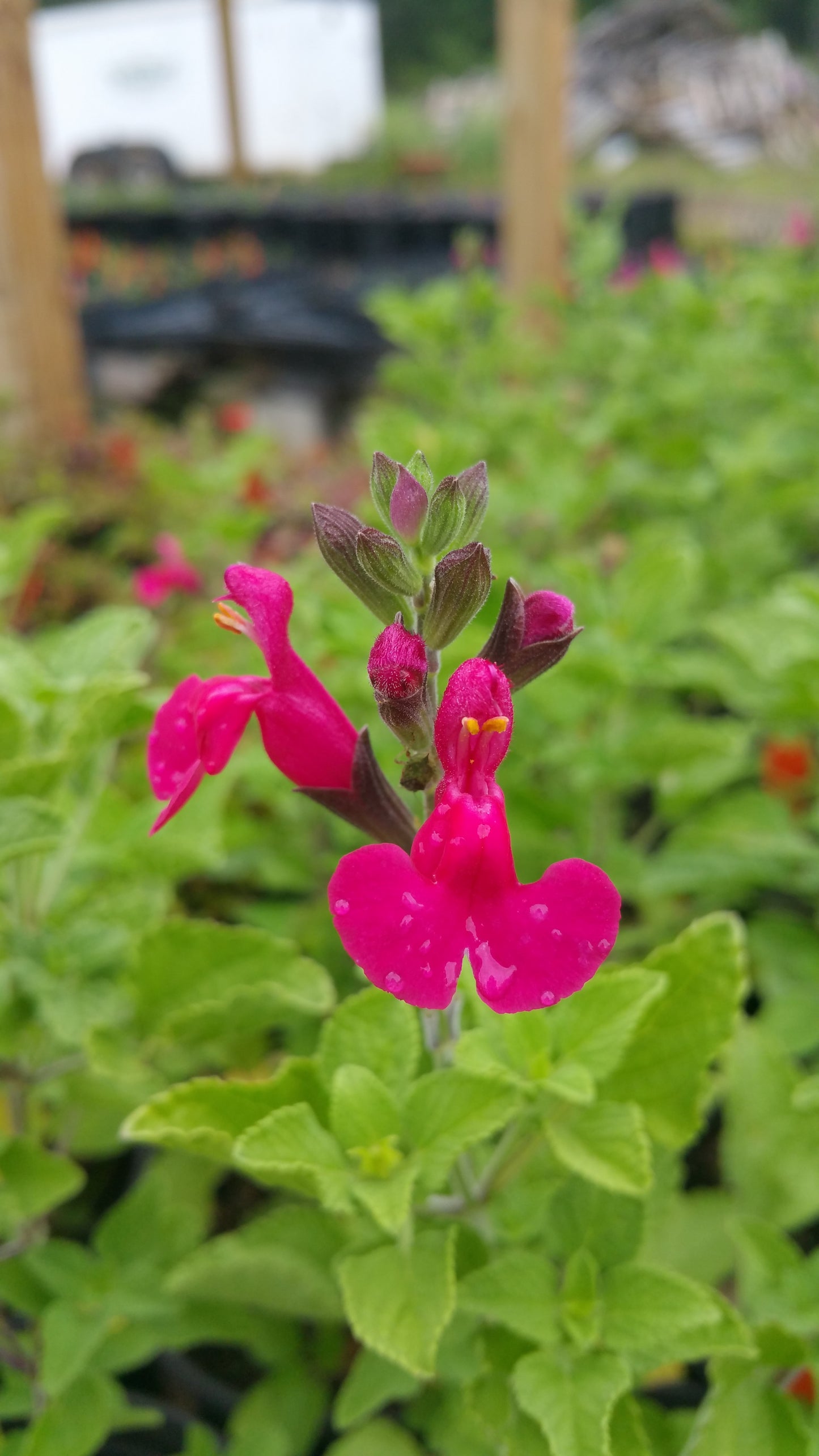 Salvia microphylla --San Carlos Festival Mountain Sage--