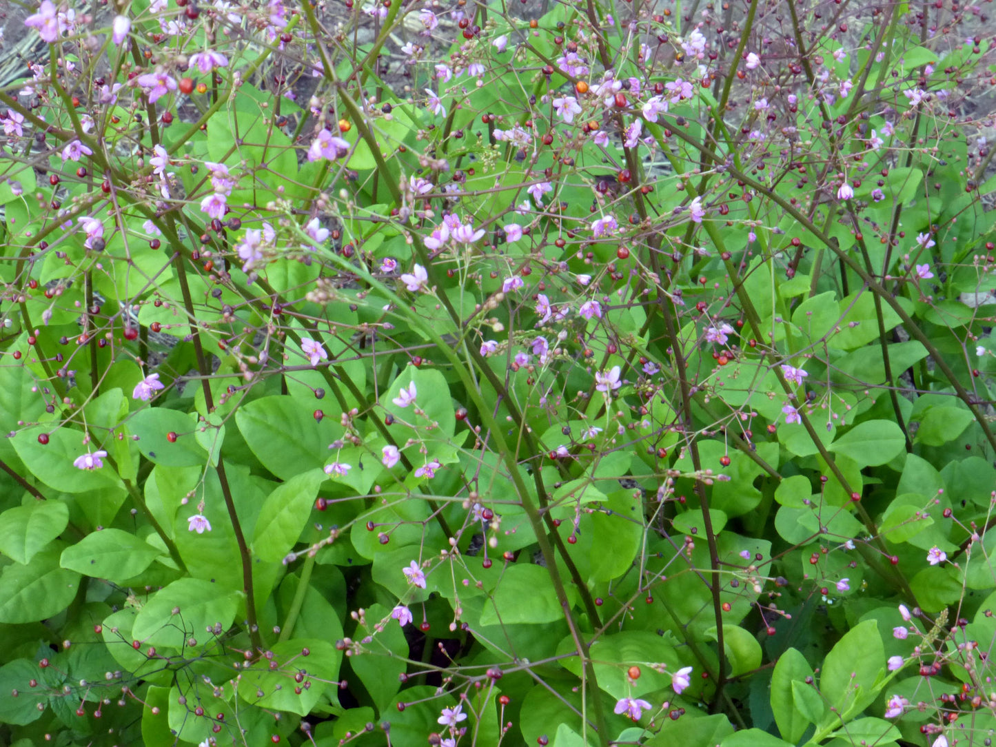 JEWELS OF OPAR --Talinum paniculatum--