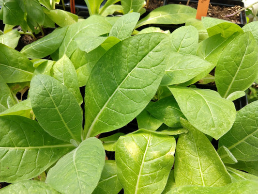 TOBACCO 'Burley TN 86' --Nicotiana tabacum--