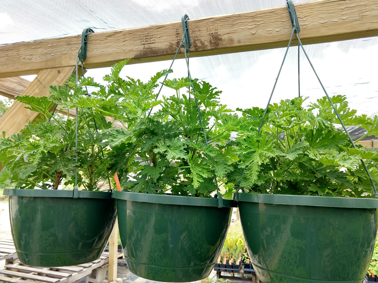 CITRONELLA --Pelargonium citrosum--