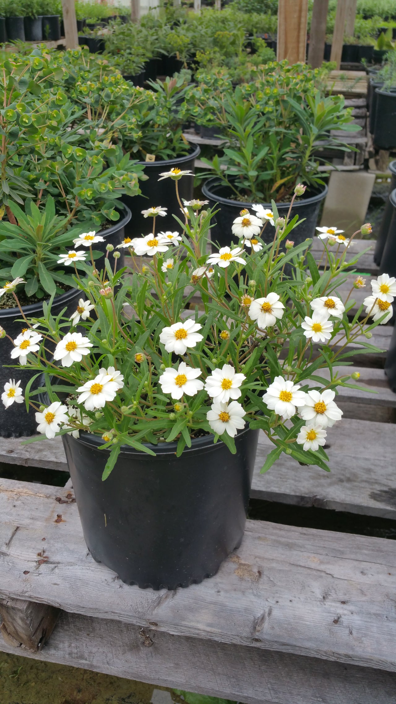 daisy plant in a pot Melampodium leucanthum --Blackfoot Daisy--