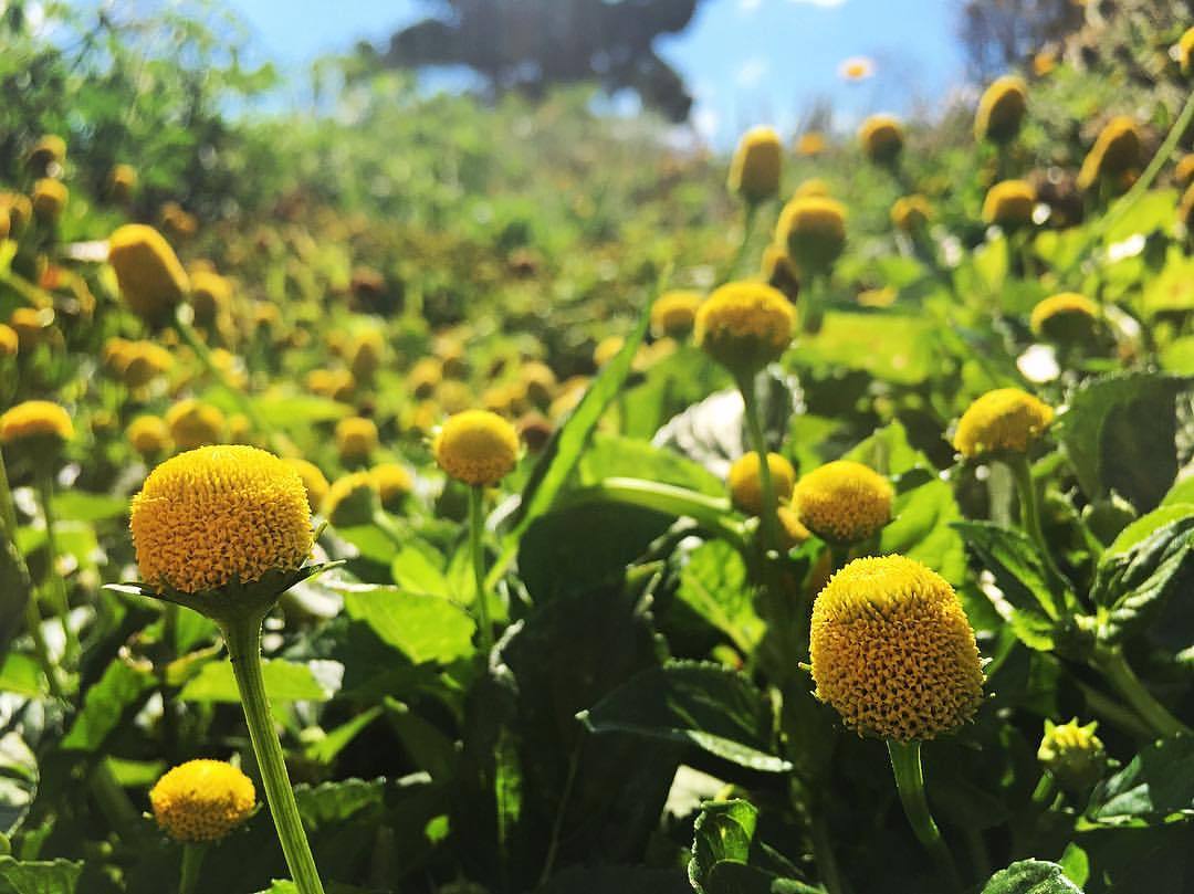 TOOTHACHE PLANT --Acmella oleracea--