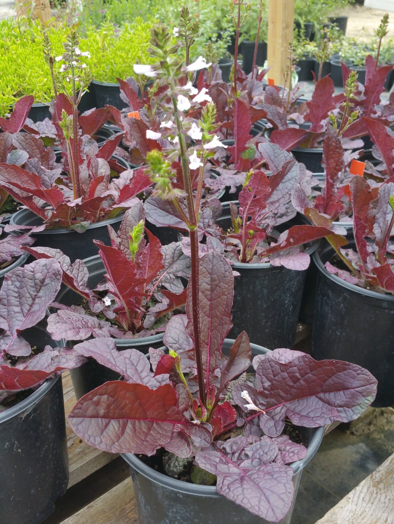 Salvia lyrata 'Purple Knockout' --Lyre-leaf Sage--