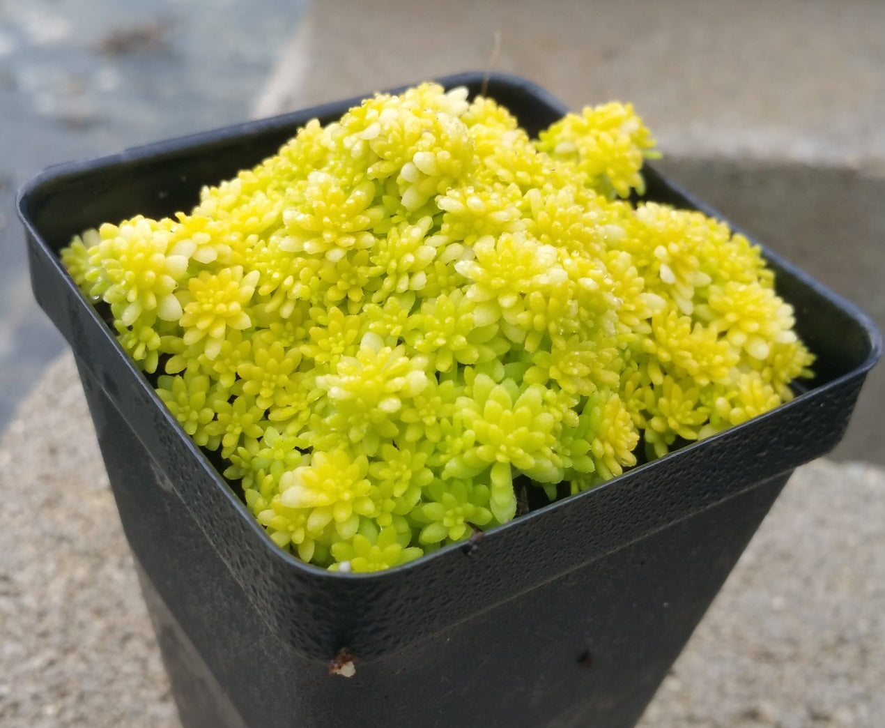 fine gold leaf succulent care Sedum --Fine Leaf Gold Stonecrop--