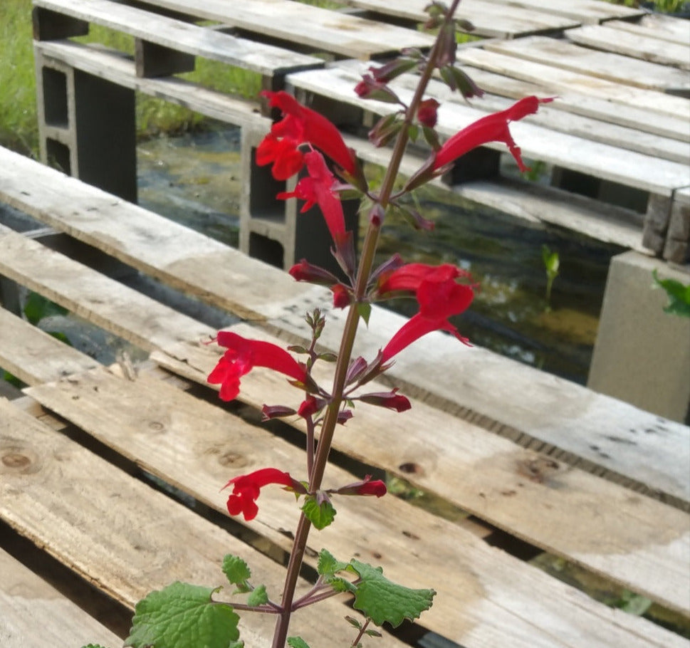 Salvia roemeriana --Cedar Sage--