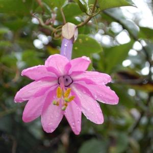 PASSIONFLOWER 'Pink Banana Edible' --Passiflora mollisimia--