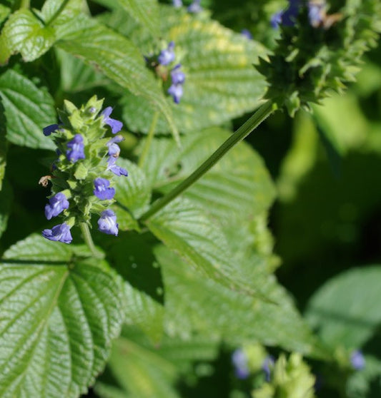 CHIA 'Mexican Black' --Salvia hispanica--