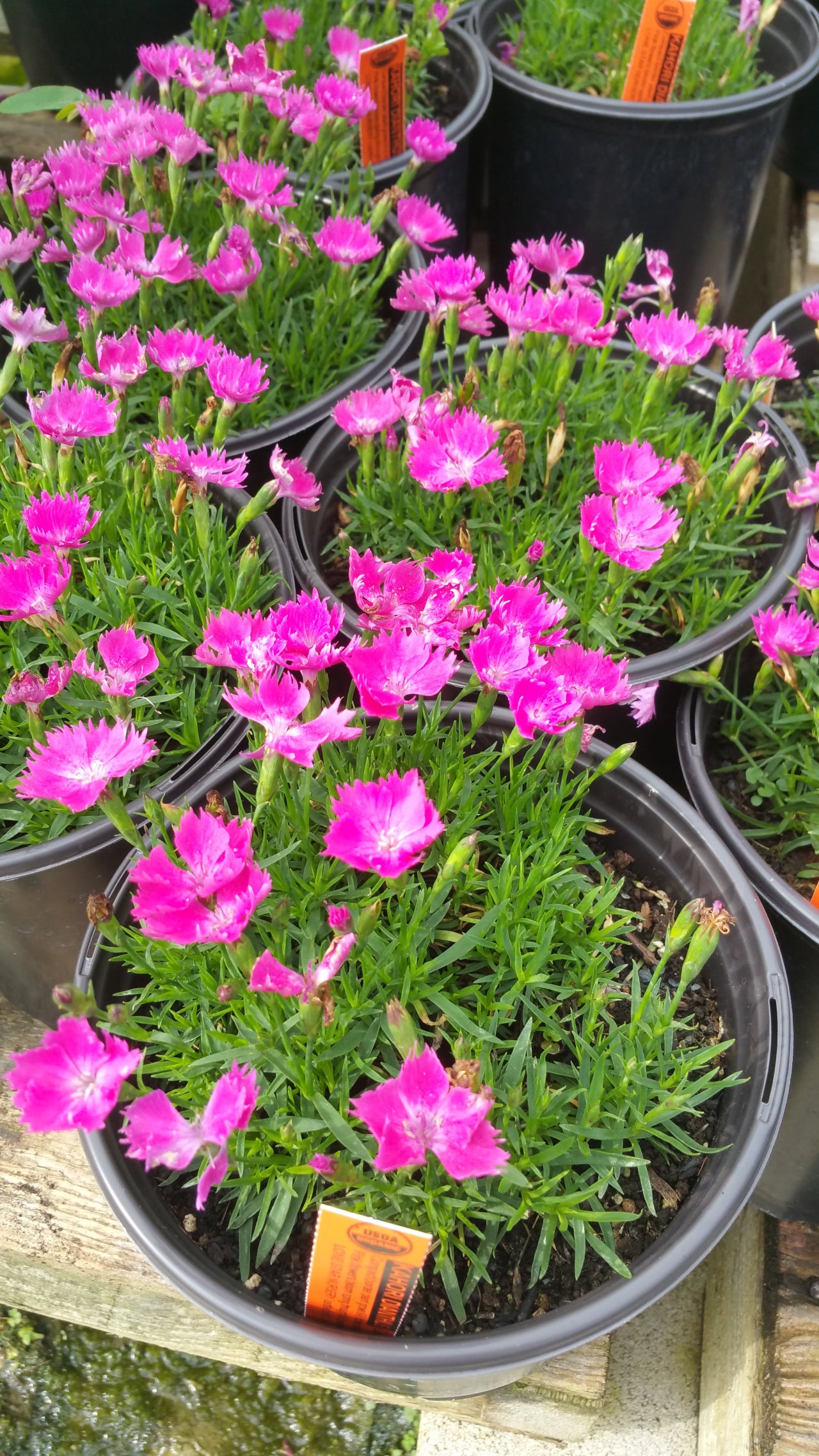 Dianthus 'Kahori'