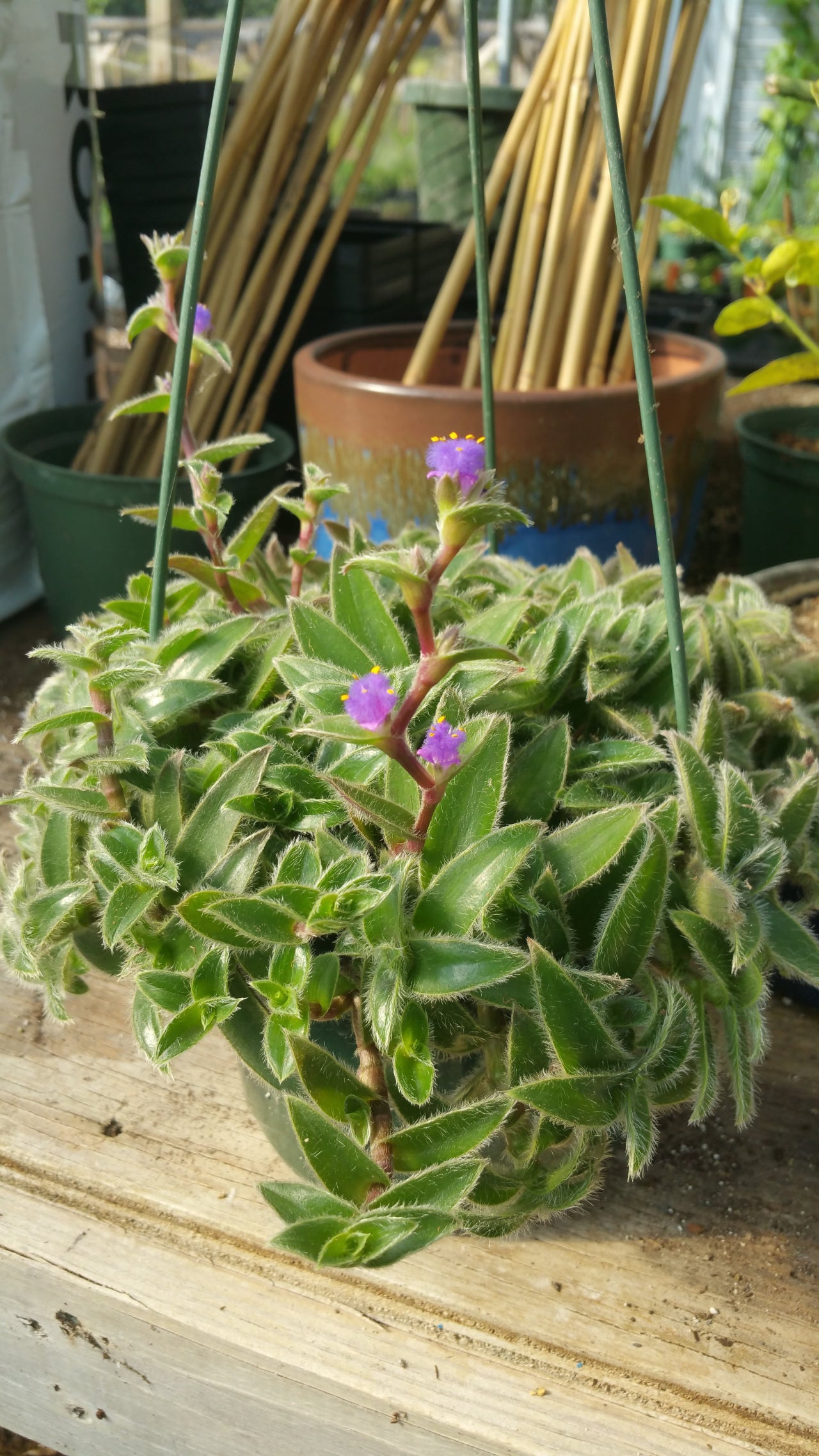Tradescantia somaliensis --Kitten Ears Wandering Jay--