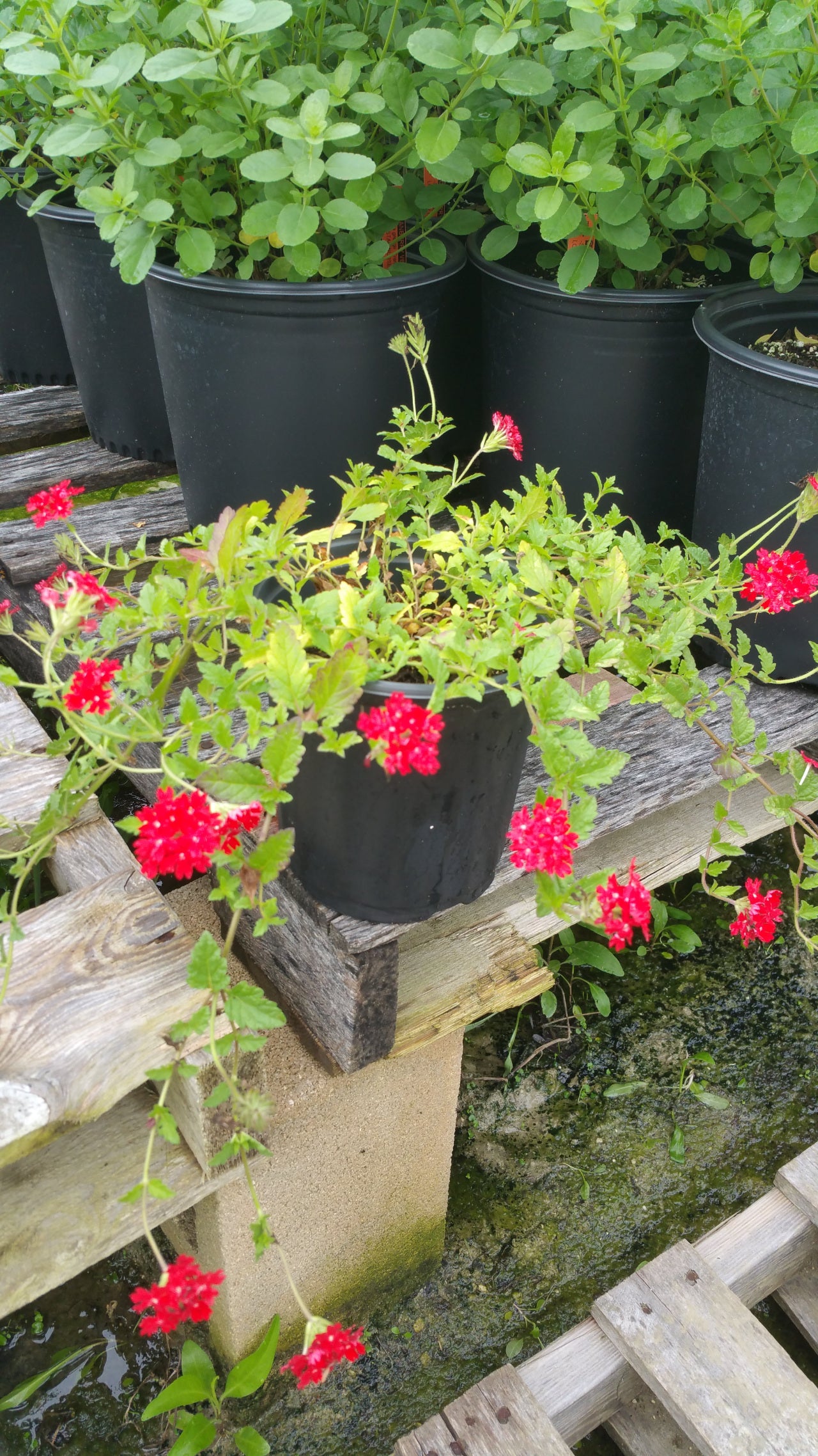 Verbena peruviana 'Red Devil' --Diablo Rojo Verbena--