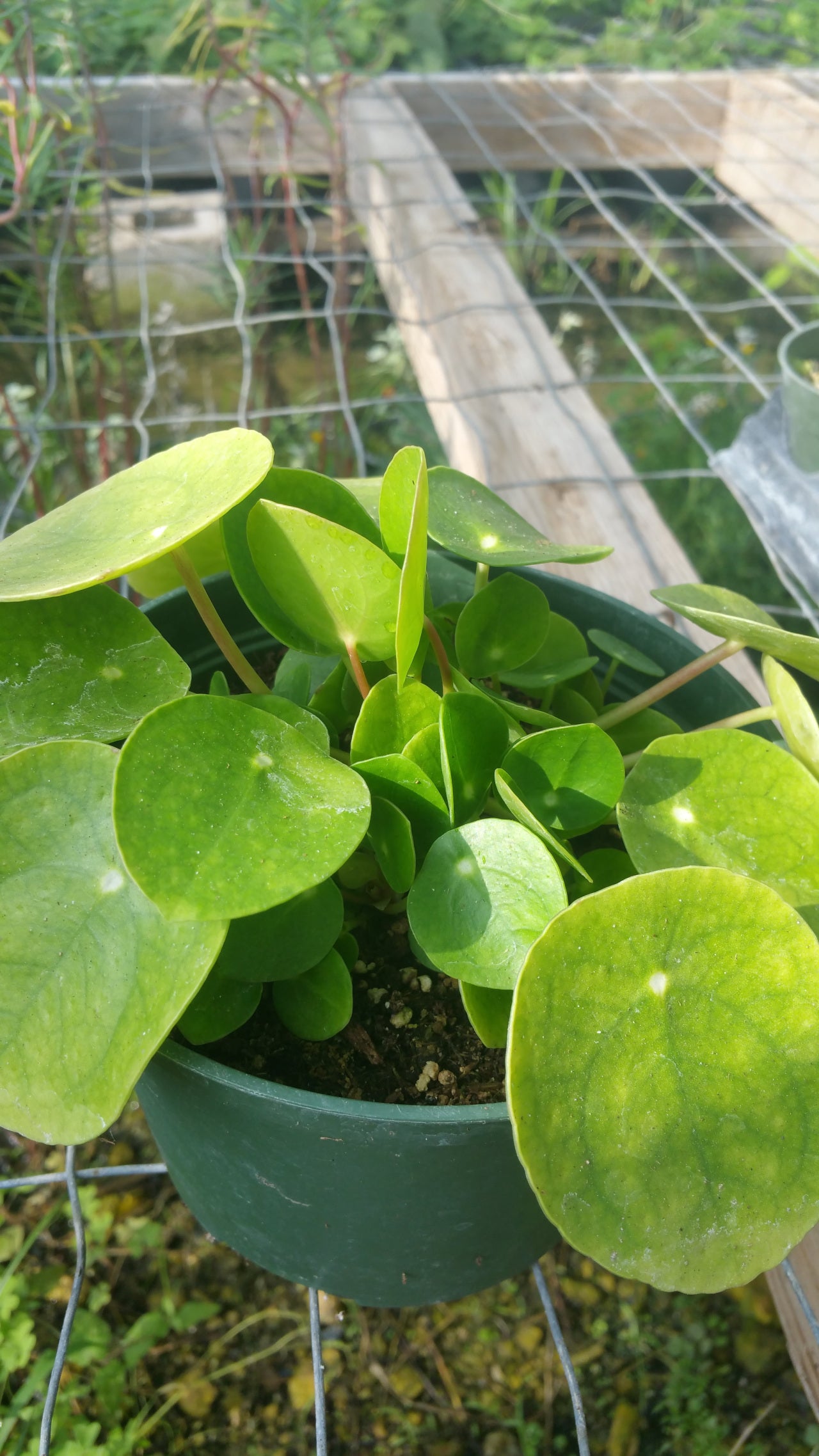Pilea peperomioides --Chinese Money Plant--