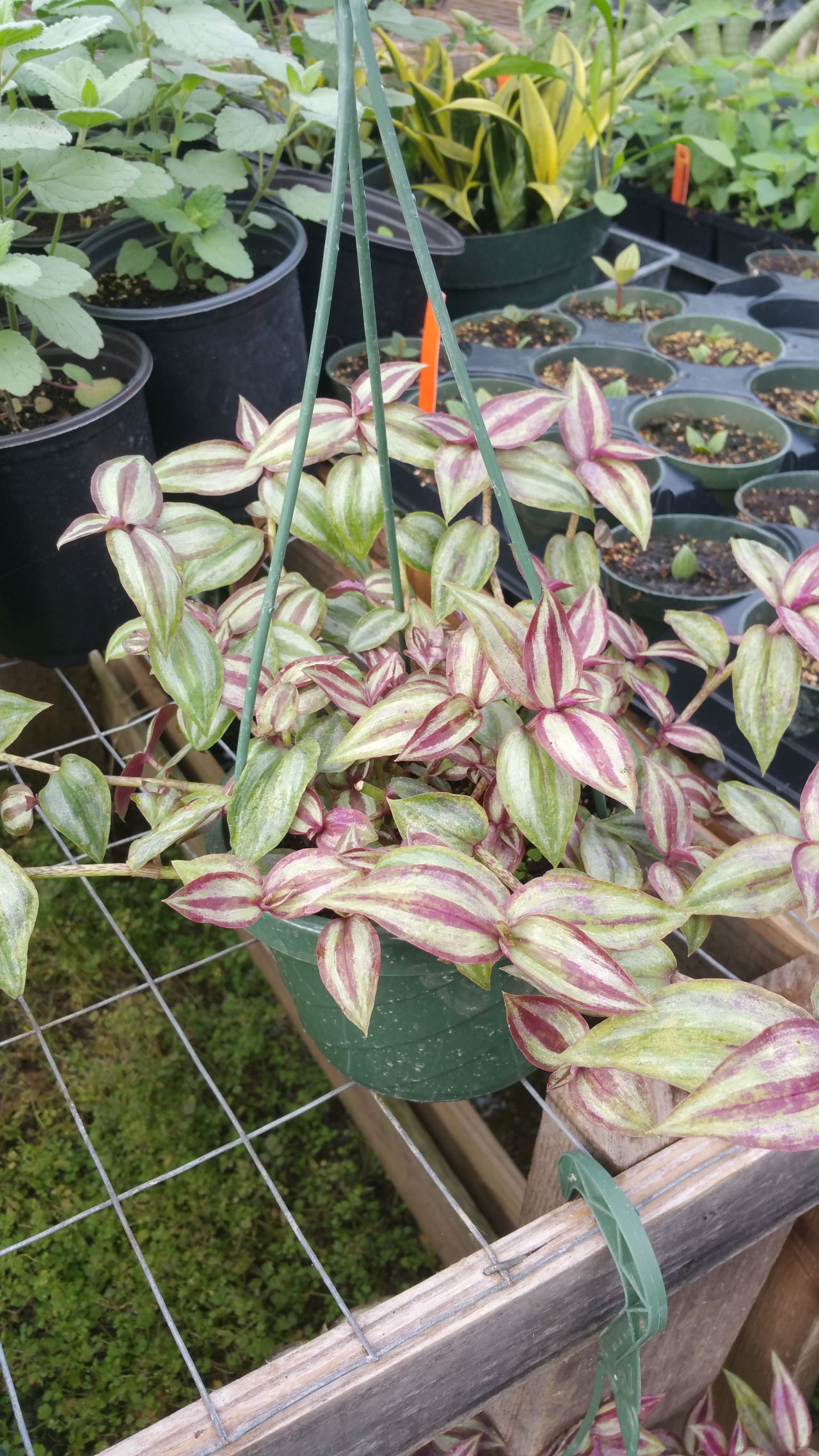 Tradescantia fluminensis --Tricolor Wandering Jay--