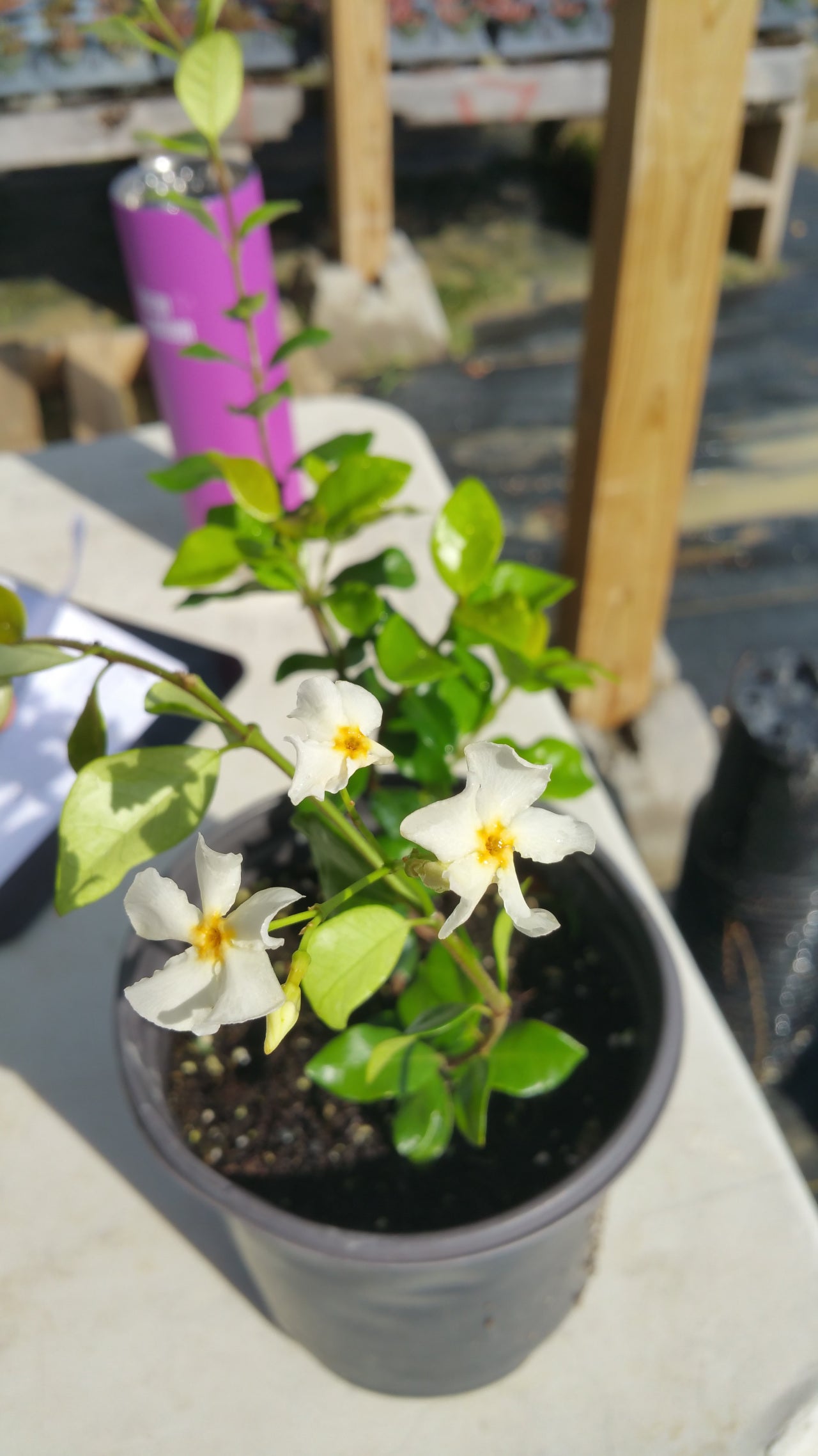 Trachelospermum asiaticum 'Mandianum' --Yellow Star Jasmine--