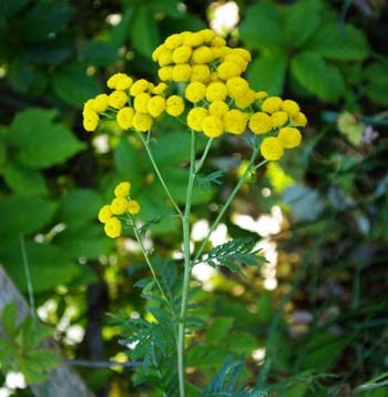 TANSY 'Common' --Tanacetum vulgare--