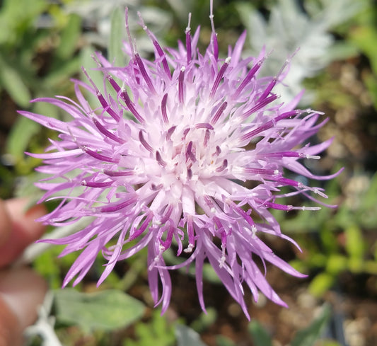 Centaurea gymnocarpa --Velvet Centaurea--