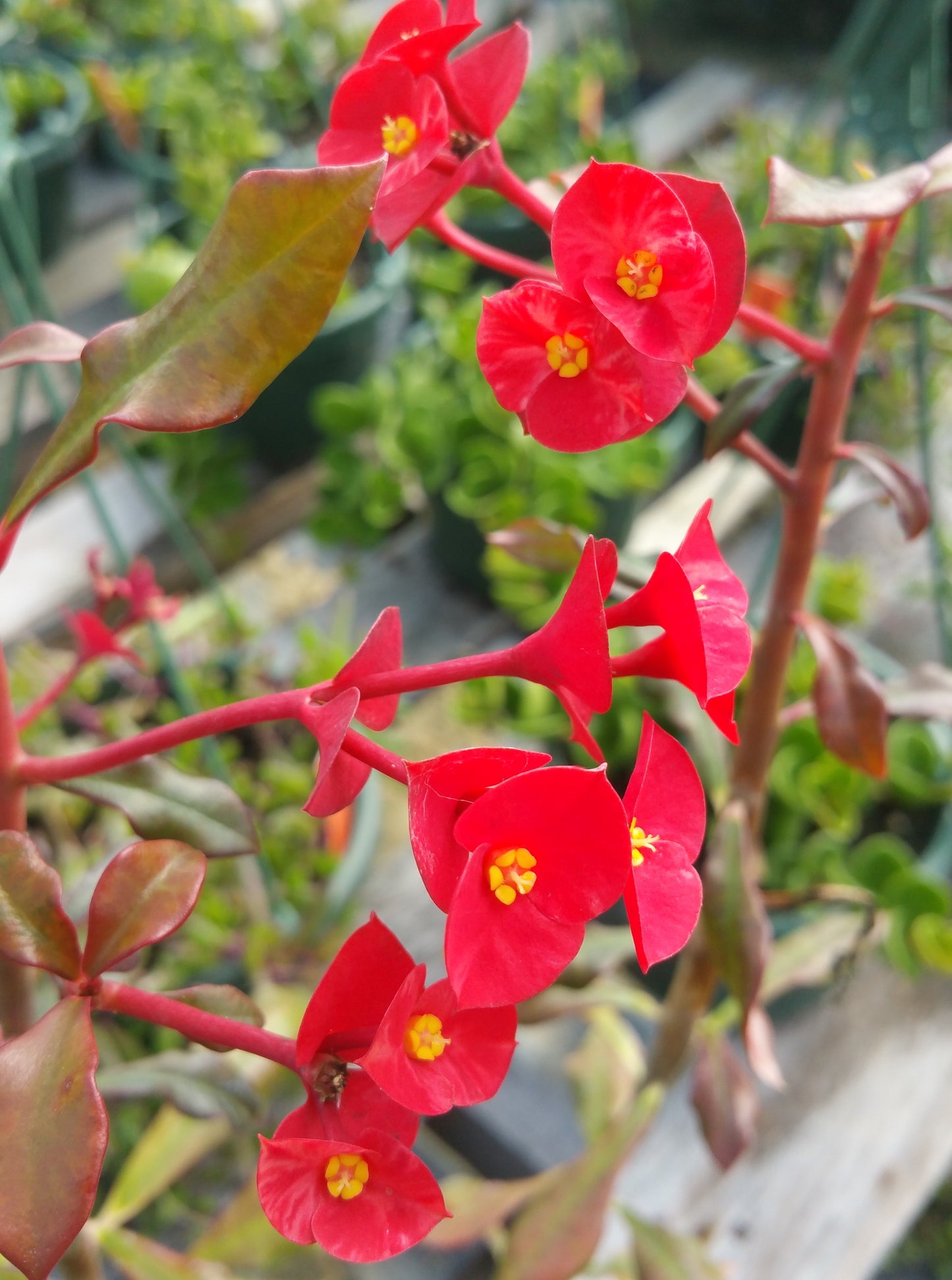 Euphorbia geroldii --Thornless Crown of Thorns--