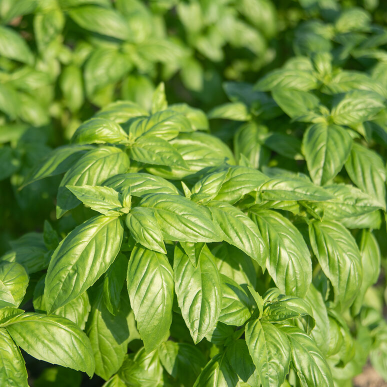 BASIL 'Prospera' --Ocimum basilicum--