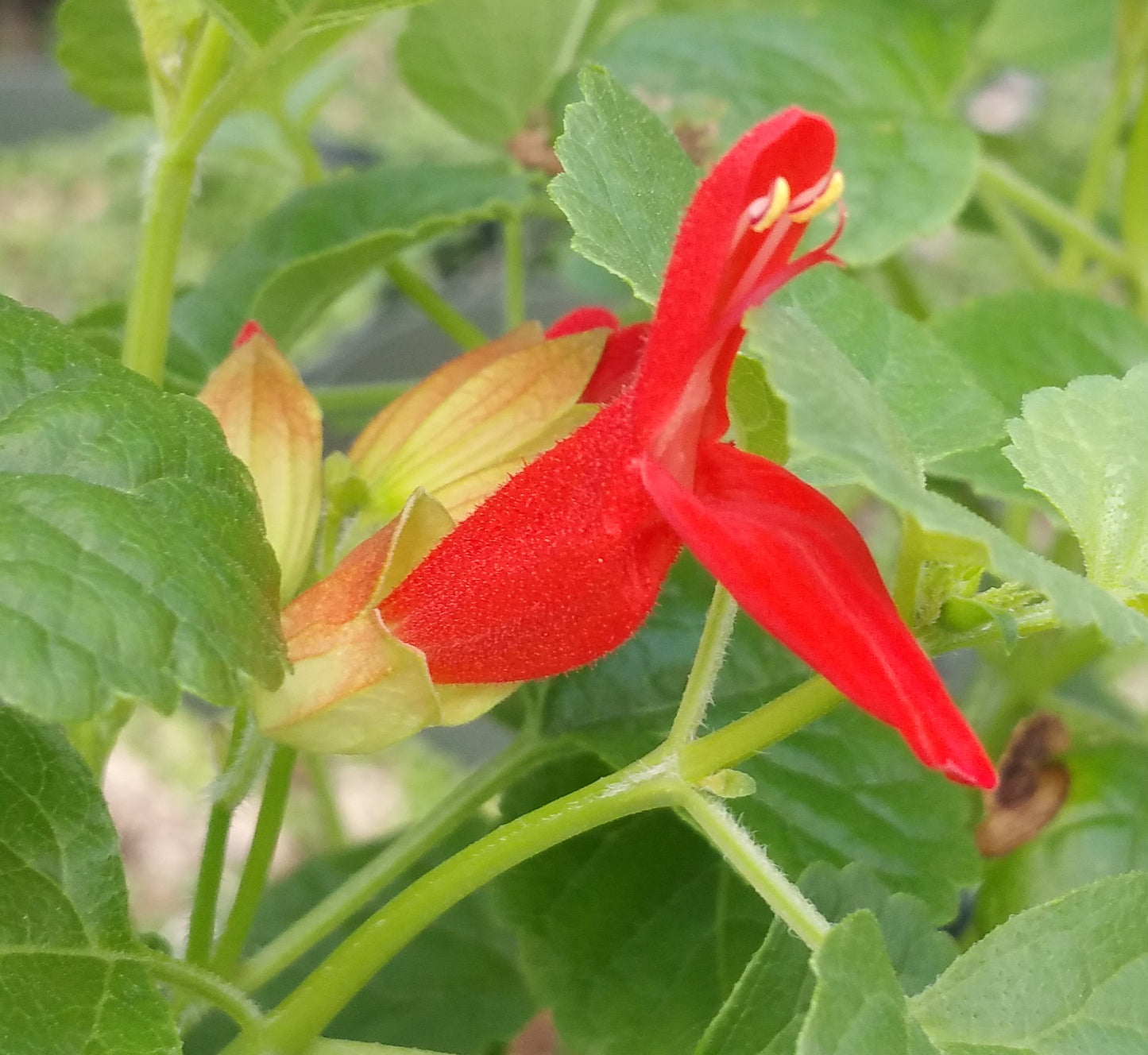 Salvia regla --Mountain Sage--