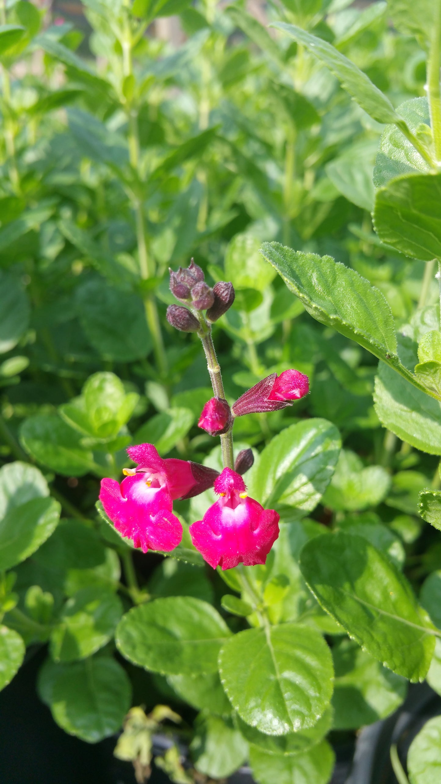Salvia greggii --Magenta Cherry Autumn Sage--