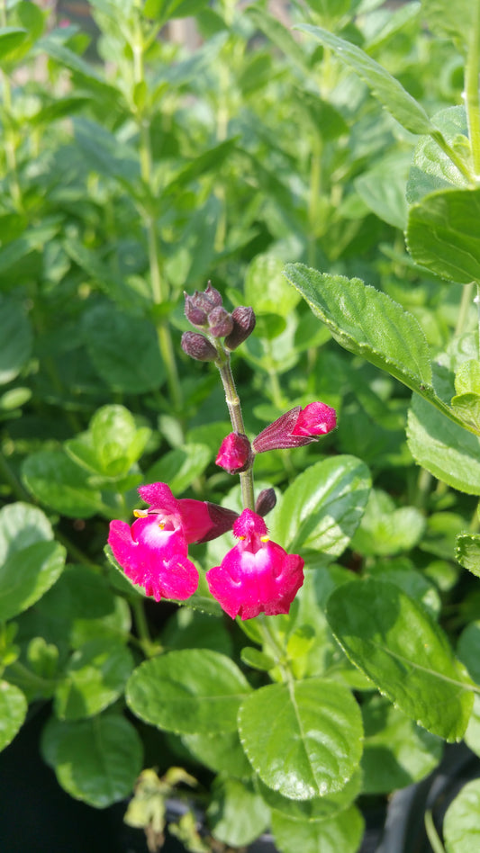 Salvia greggii --Magenta Cherry Autumn Sage--