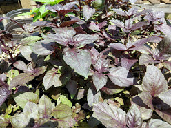 BASIL 'Red Rubin' --Ocimum basilicum 'Purpurascens'--